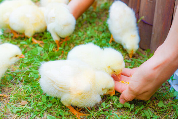 Cute a lot of chicks