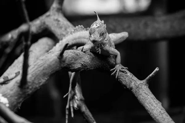 Lagarto Verde Que Permanece Ramo — Fotografia de Stock