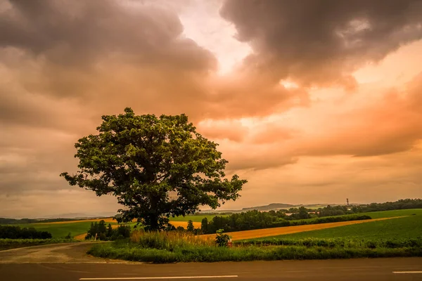 Sieben Sterne Von Bäumen Und Bewölktem Himmel Hokkaido Biei Cho — Stockfoto