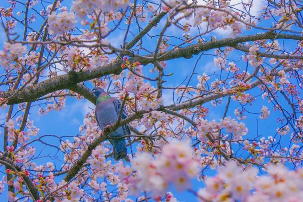 Sakura Pigeons Full Bloom — Stock Photo, Image