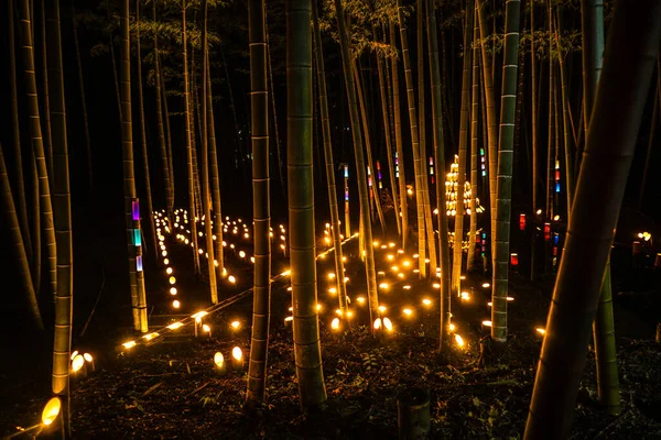 Bambusový Les Rozsvítí Malý Psací Stůl Zámecký Les Občanů — Stock fotografie