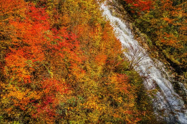 Podzimní Listy Vodopád Rododendronu Prefektura Gunma Čtyřicet Tisíc — Stock fotografie