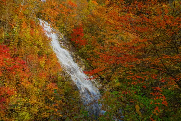 Листя Осені Водоспад Рододендрону Префектура Ганма Сорок Тисяч Років Тому — стокове фото