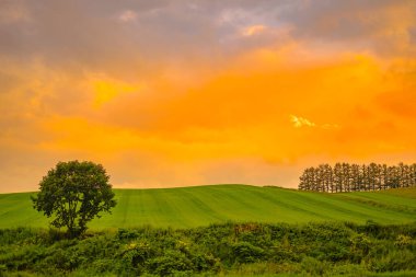 Otlakların ve akşamların Hokkaido 'su