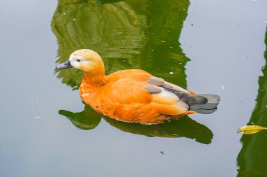 Kahverengi ördek resmi (ördek rengi))