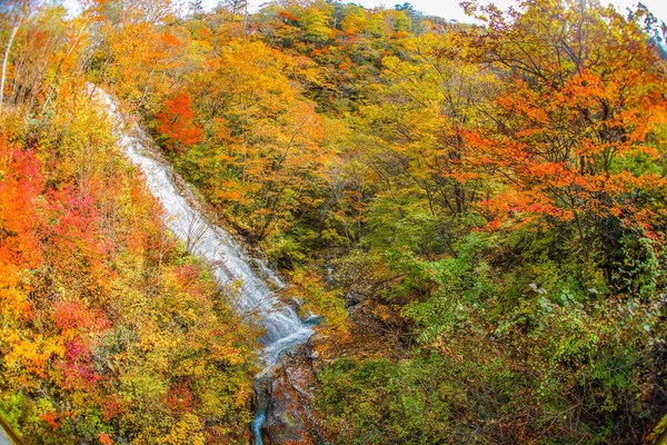 Herbstblätter Und Rhododendron Wasserfall Präfektur Gunma Vierzigtausend — Stockfoto