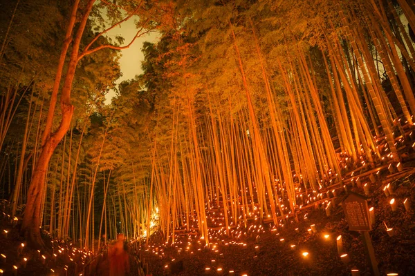 Bosque Bambú Iluminar Pequeño Escritorio Castillo Bosque Ciudadanos —  Fotos de Stock