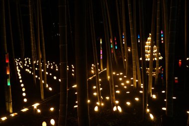 Bambu ormanı (vatandaşın küçük masa kalesi ormanını aydınlatır))