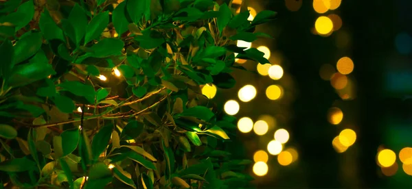 クリスマスライトと木の葉 — ストック写真