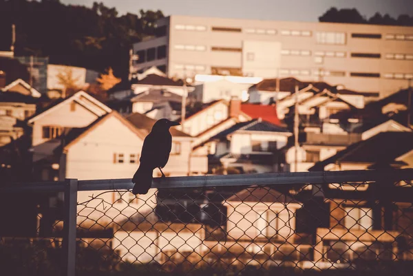 Varjú Yokohama Izumi Utcái — Stock Fotó