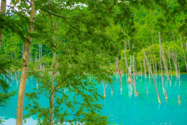 Ormana benzeyen mavi gölet (Hokkaido Biei-cho)