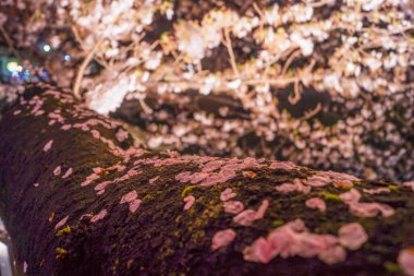 Gece Ooka Nehri Gezinti Alanı 'na kiraz çiçeklerini görmeye gidiyorum.