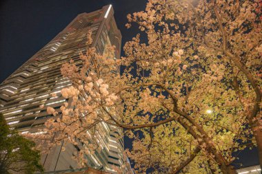 Yokohama Minato Mirai kiraz çiçekleri ve Yokohama Landmark Kulesi