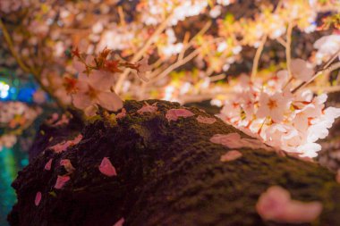 Gece Ooka Nehri Gezinti Alanı 'na kiraz çiçeklerini görmeye gidiyorum.