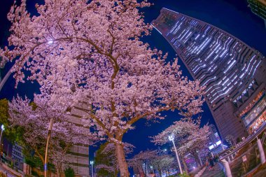 Yokohama Minato Mirai kiraz çiçekleri ve Yokohama Landmark Kulesi