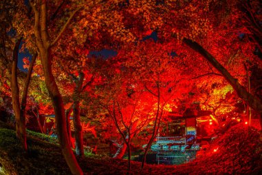 Sonbahar yaprakları ve kırmızı ışık Japon bahçesidir.