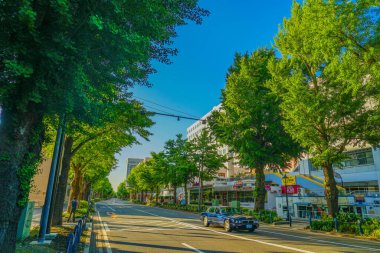 Yamashita Parkı, taze yeşile bürünmüştür (Minato Mirai, Yokohama)