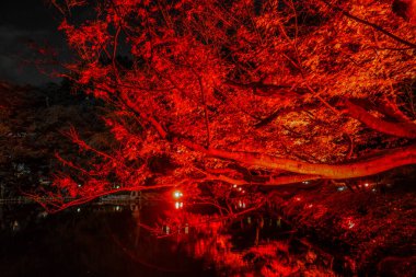 Sonbahar yaprakları ve kırmızı ışık Japon bahçesidir.