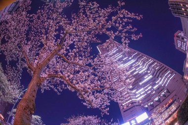 Yokohama Minato Mirai kiraz çiçekleri ve Yokohama Landmark Kulesi