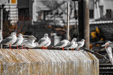 Martı grubu (Katsushima Kanalı)