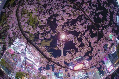 Sakura 'nın Shibuya İstasyonu' nda acele edin.