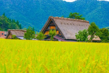 Evin çatısına tırmandı ve çeltik tarlalarının üzerine düştü.)
