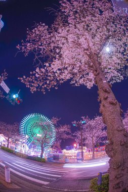 Cosmo saat ve gece kiraz çiçeklerini görmeye gidiyorum (Yokohama Minato Mirai)