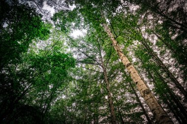 Görüntü: Hokkaido Furano Ormanı