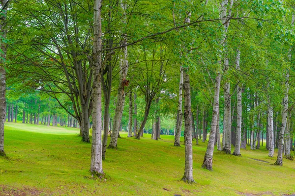 Obrázek Lese Hokkaido Furano — Stock fotografie