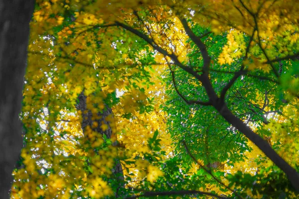 Herbstblätter Früher Yasuda Garten Drehort Großraum Tokio — Stockfoto