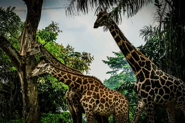 Selva Imagen Jirafa Singapur Ubicación Del Disparo Singapur —  Fotos de Stock