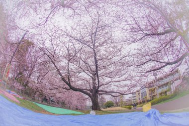 Kiraz ağacı ve bulutlu havadan oluşan Zempukuji parkı. Çekim yeri: Tokyo Büyükşehir Bölgesi