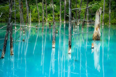 Platin mavi gölet (Hokkaido Biei-cho). Çekim Konumu: Hokkaido Biei-cho