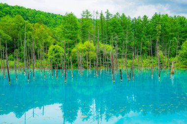 Platin mavi gölet (Hokkaido Biei-cho). Çekim Konumu: Hokkaido Biei-cho