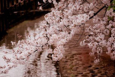 Kiraz ağacı ve bulutlu havadan oluşan Zempukuji parkı. Çekim yeri: Tokyo Büyükşehir Bölgesi