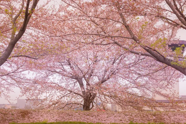 Chofu Airport Cherry Trees Shooting Location Chofu Tokyo — Stock Photo, Image