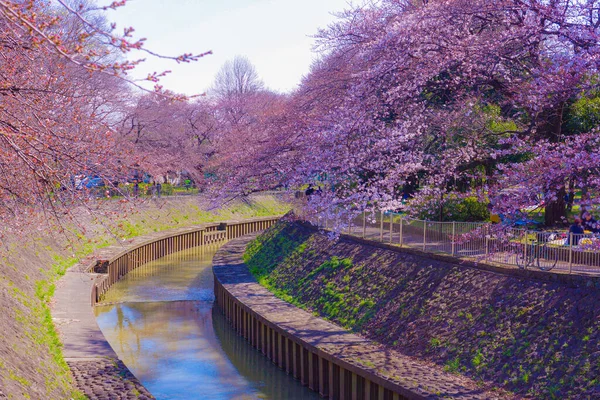 Sakura Drittel Blühen Zempukuji Park Drehort Großraum Tokio — Stockfoto