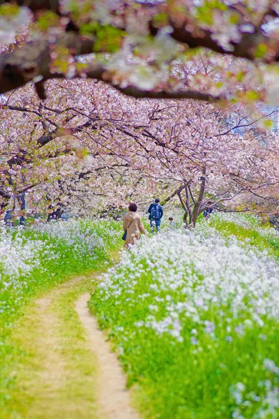 Futakotamagawa Von Kirschbäumen Gesäumt Tama Tsutsumi Street Drehort Großraum Tokio — Stockfoto