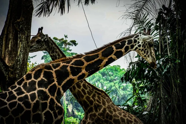 Zürafa Ormanının Singapur Resmi Çekim Konumu Singapur — Stok fotoğraf