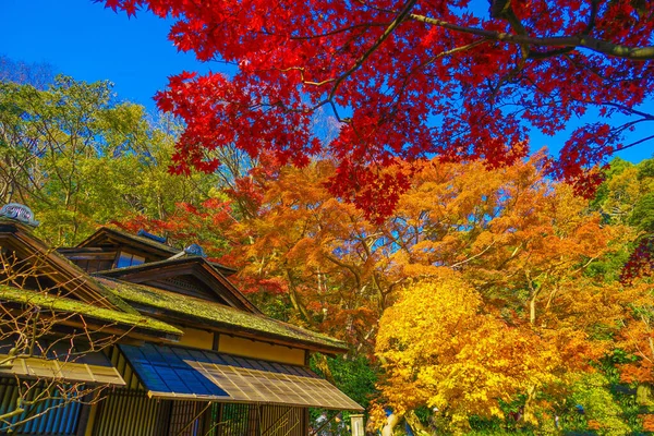 Los Colores Vivos Otoñales Casa Japonesa Ubicación Del Tiroteo Yokohama —  Fotos de Stock
