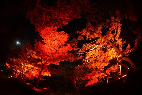 秋の色は日本庭園を照らします 撮影場所 東京都 — ストック写真