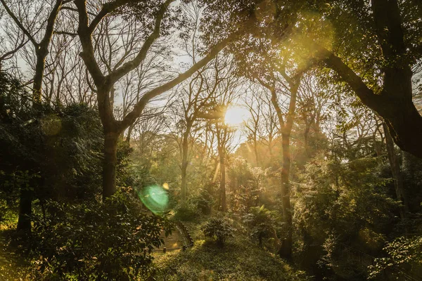 Foglie Autunnali Parco Arisugawa Luogo Delle Riprese Area Metropolitana Tokyo — Foto Stock