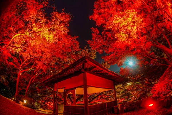 Cores Outono Iluminam Jardim Japonês Localização Tiroteio Tóquio Área Metropolitana — Fotografia de Stock