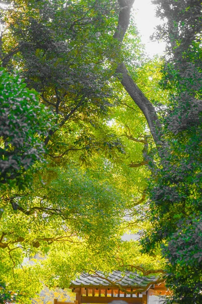 Hojas Otoño Anteriormente Jardín Yasuda Ubicación Del Disparo Zona Metropolitana —  Fotos de Stock