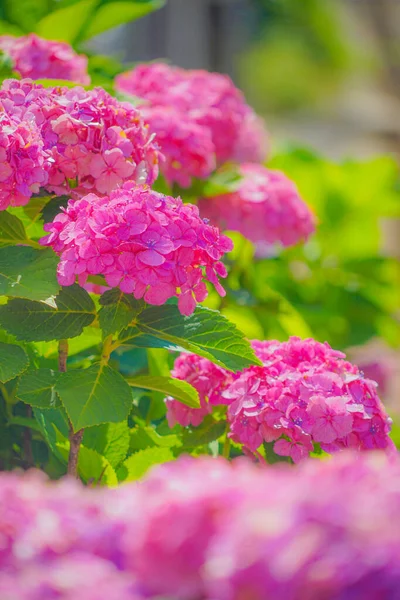 Imagen Hortensia Roja Kamakura Ubicación Del Disparo Kamakura Prefectura Kanagawa — Foto de Stock