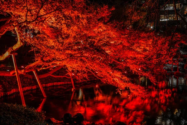 Autumn Colors Light Japanese Garden Shooting Location Tokyo Metropolitan Area — Stock Photo, Image