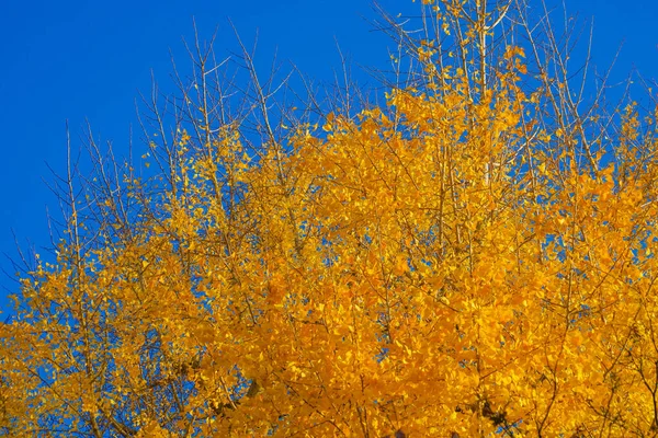 Hojas Otoño Anteriormente Jardín Yasuda Ubicación Del Disparo Zona Metropolitana — Foto de Stock