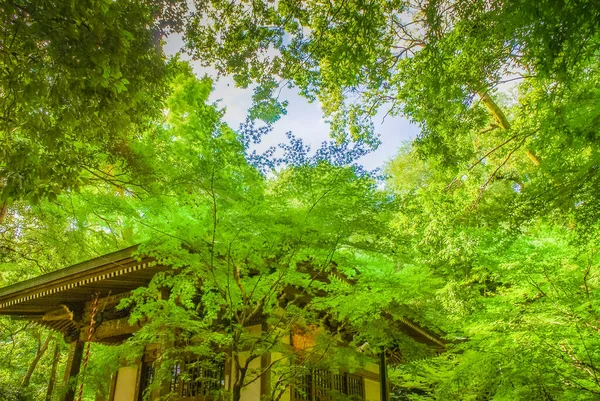 Tidig Sommar Jindaiji Chofu Tokyo Fotografering Plats Chofu Tokyo — Stockfoto