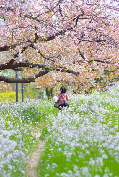 Futakotamagawa Von Kirschbäumen Gesäumt Tama Tsutsumi Street Drehort Großraum Tokio — Stockfoto