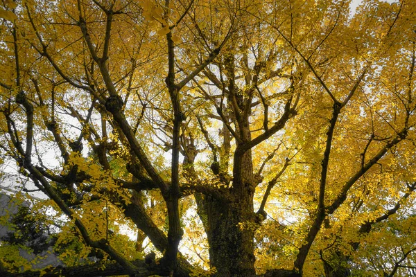 Folhas Outono Anteriormente Yasuda Jardim Localização Tiroteio Tóquio Área Metropolitana — Fotografia de Stock